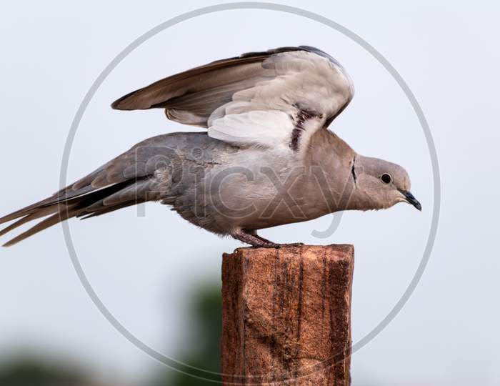 The Eurasian-collared Dove.