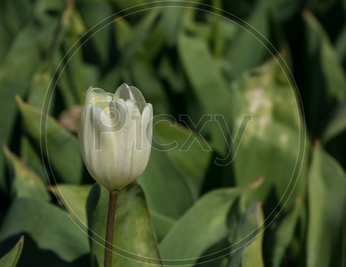Netherlands,Lisse, Close-Up Of White Flowering Plant