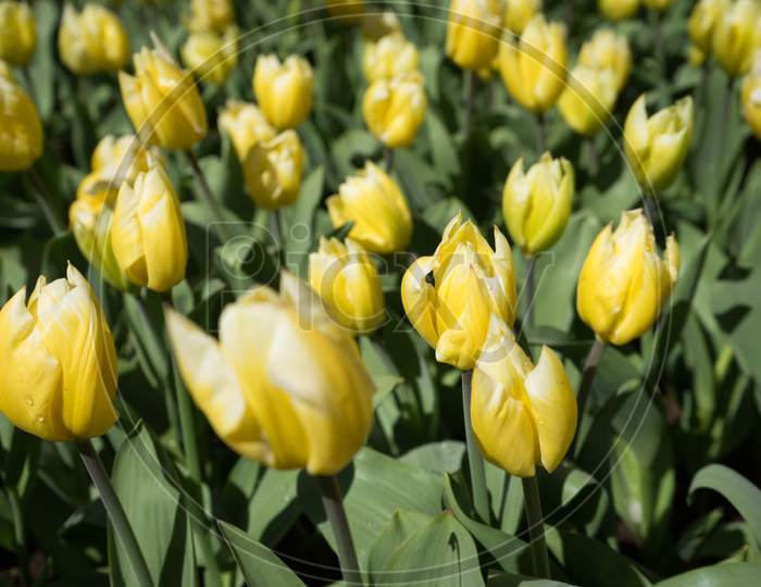 Yellow Tulip Flowers In In Lisse, Keukenhoff,  Netherlands, Europe