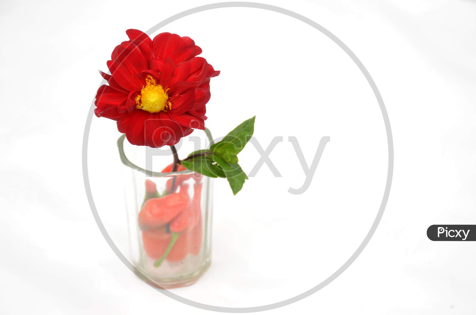 The Beautiful Red Dahlia Flower With Leaf In The Glass Isolated On White Background.