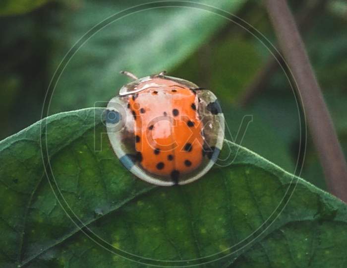Aphimordia miliaris, tortoise beetle, red bug and macro photography, insect world