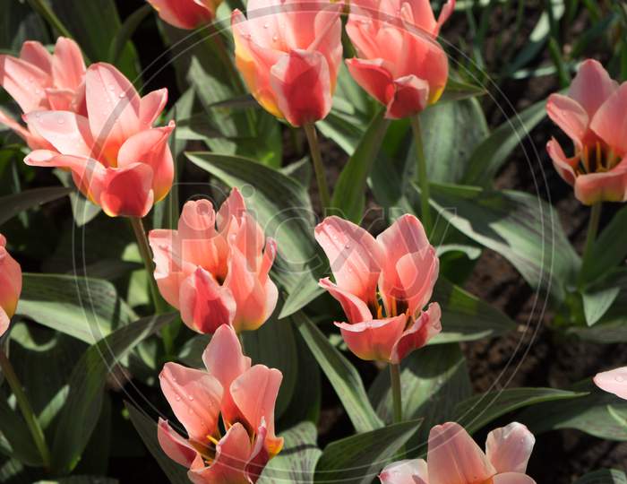 Red Tulips In A Garden In Lisse, Netherlands, Europe