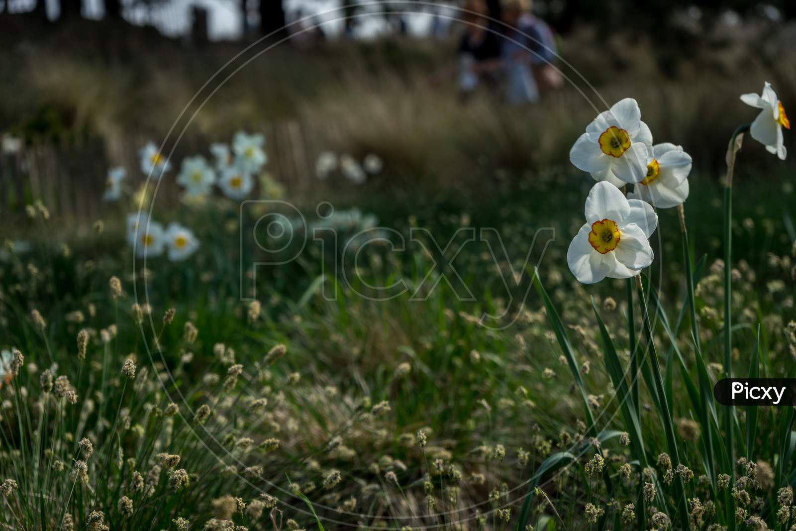 Netherlands,Lisse, White Daffodils