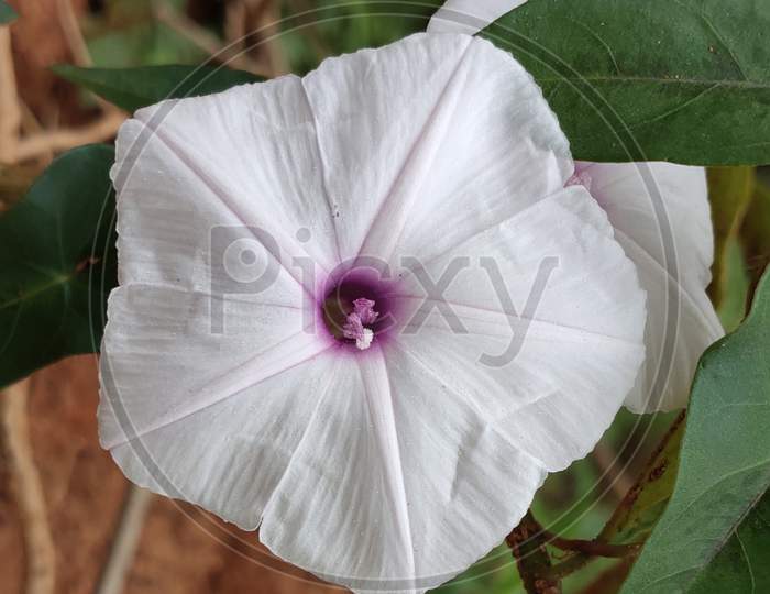 White Flower, macro shoot
