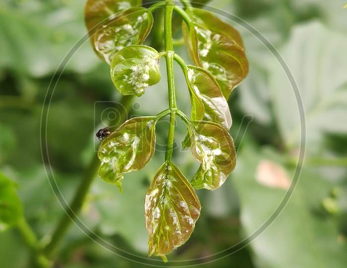 House fly sitting on leaf