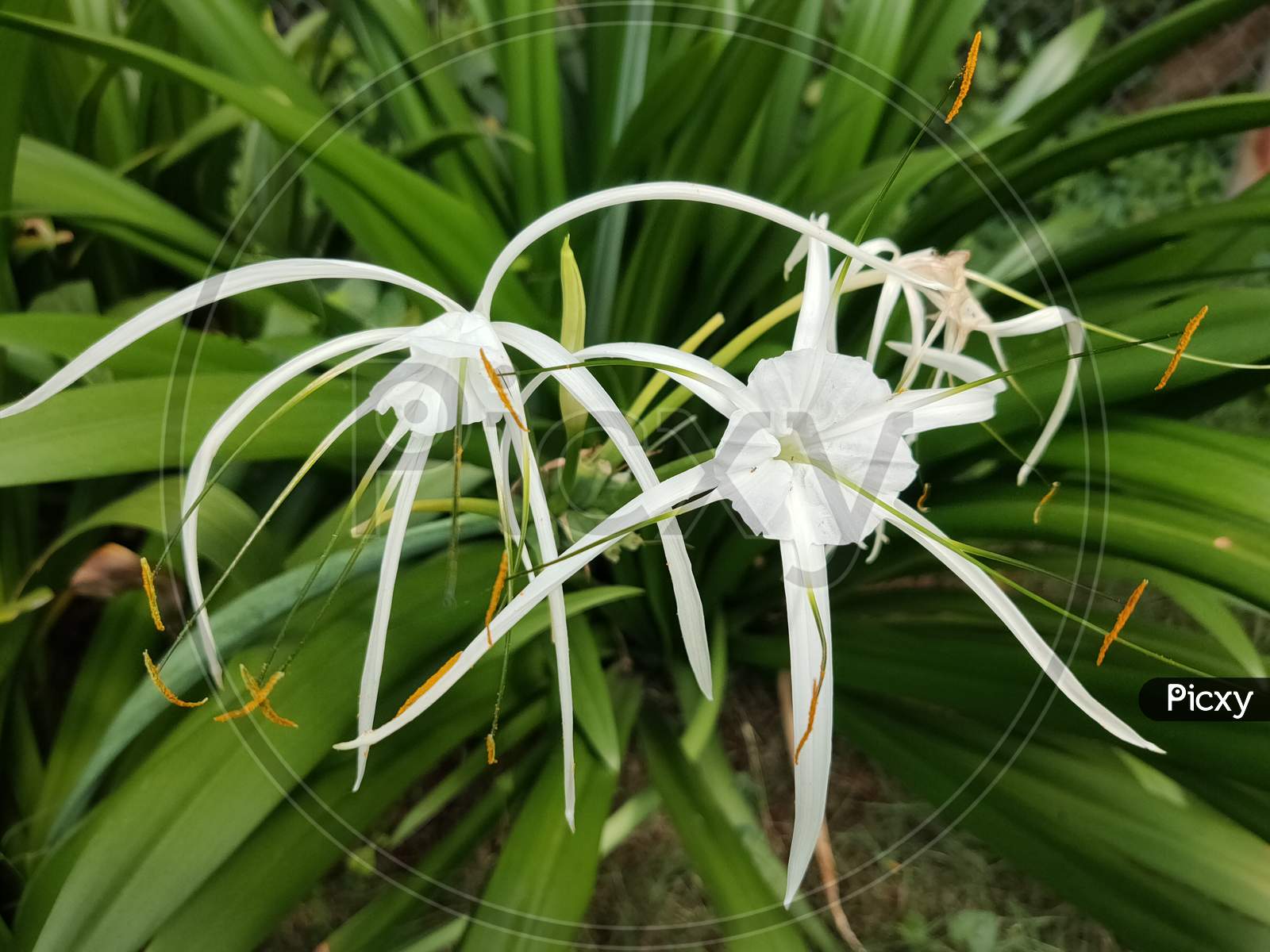 Beach spider lily flower