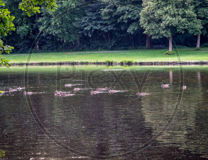 A Muddy Water Pond At Haagse Bos, Forest In The Hague