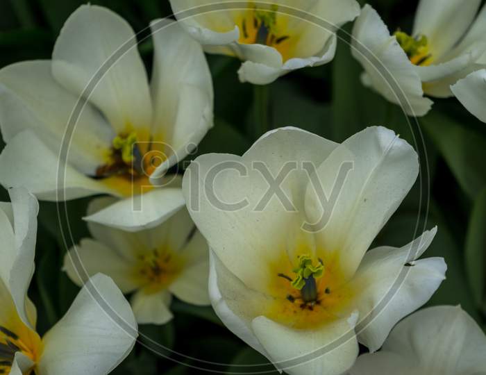 Netherlands,Lisse, A Vase Filled With Flowers Sitting On A Yellow Flower