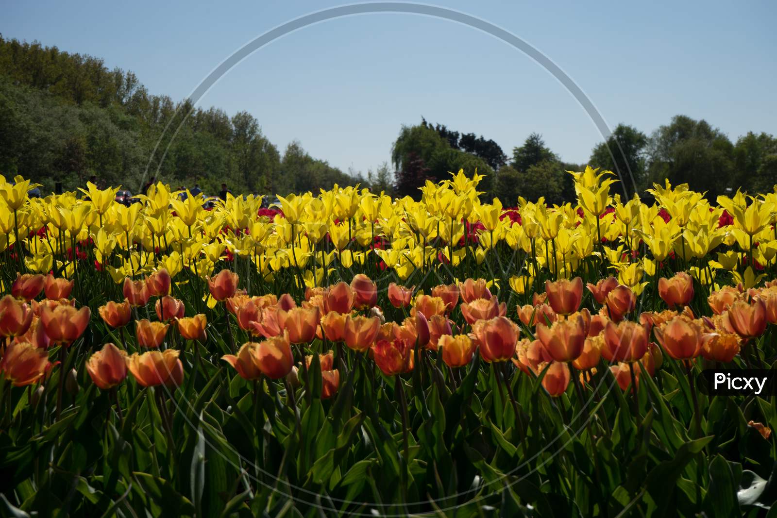 Netherlands,Lisse, A Group Of Colorful Flowers In A Field