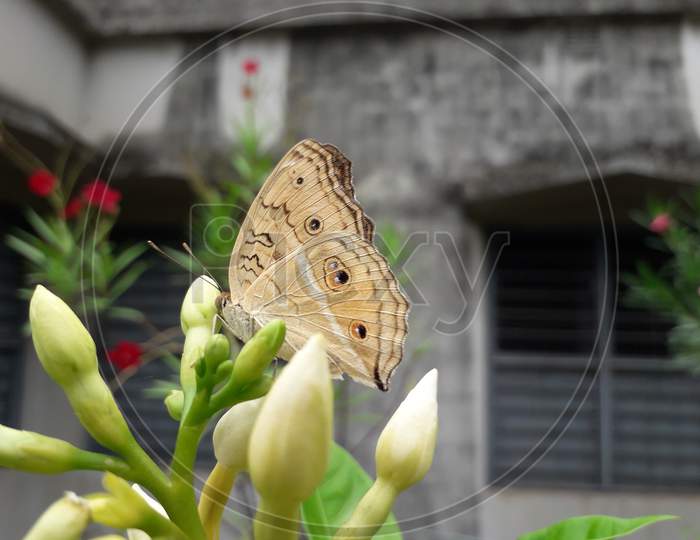 A moth on a plant