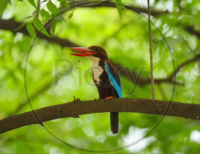 Indian Kingfisher bird  on tree stem