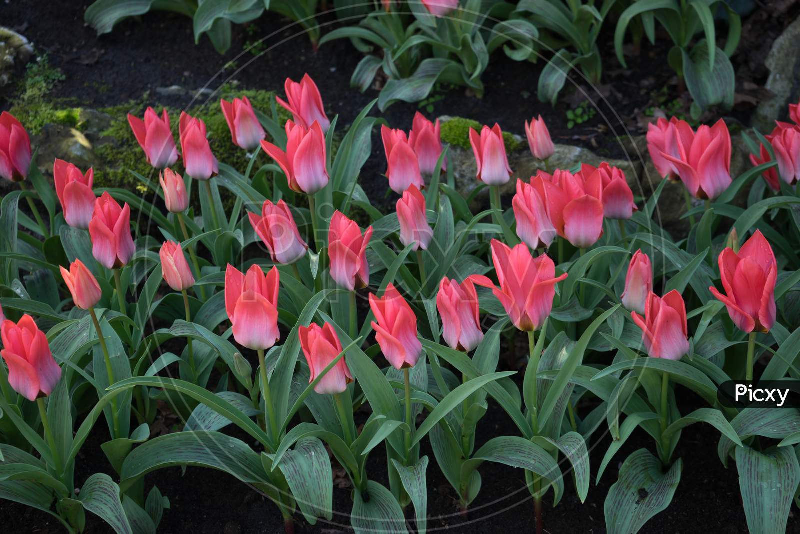 Pink And Rose Colored Tulips In A Garden In Lisse, Netherlands, Europe