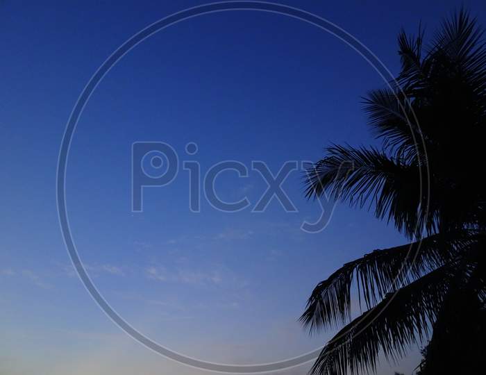 A view of coconut and other leaves making amazing landscape of sunrise in morning wallpaper