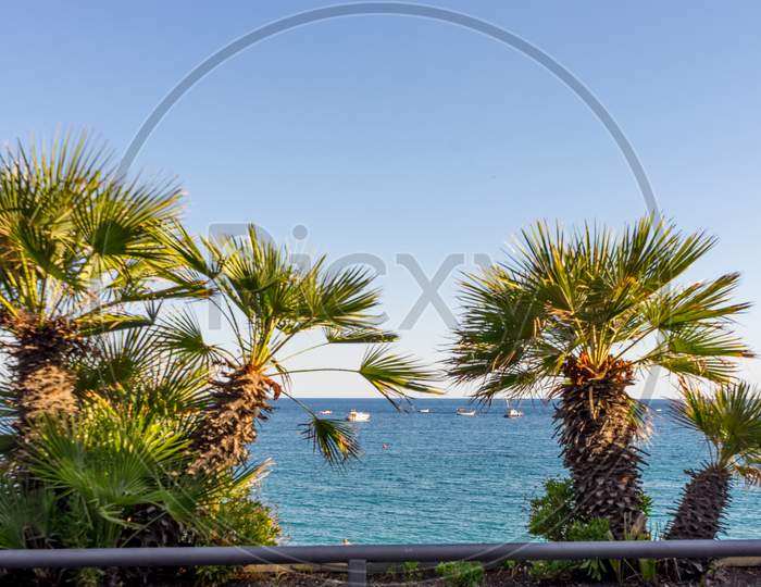Italy, Cinque Terre, Monterosso, A Group Of Palm Trees Next To A Body Of Water