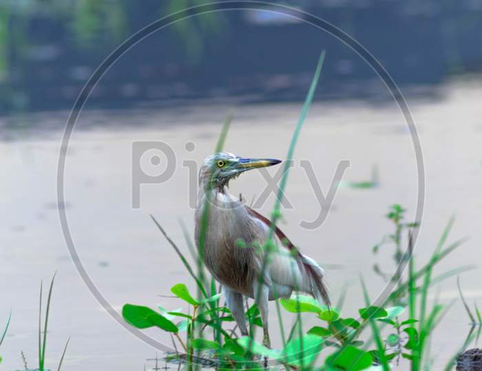 The Indian pond heron