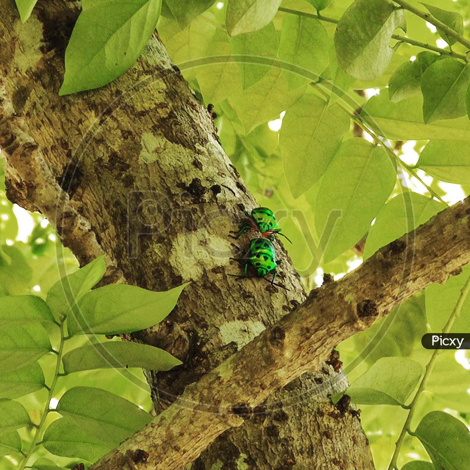 Two Insects romancing in tree