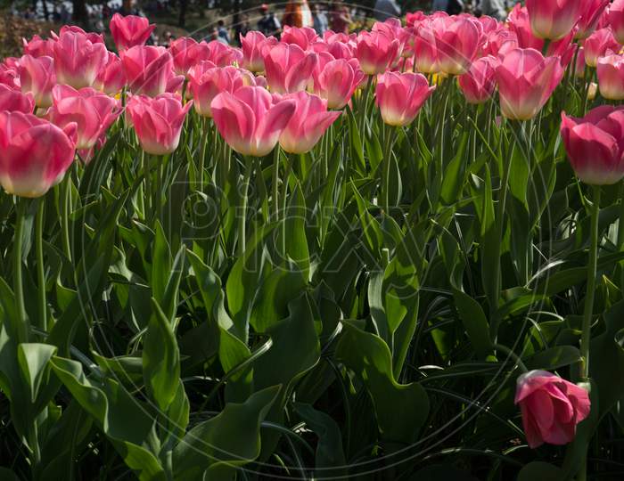 Netherlands,Lisse, Close-Up Of Pink Tulips On Field