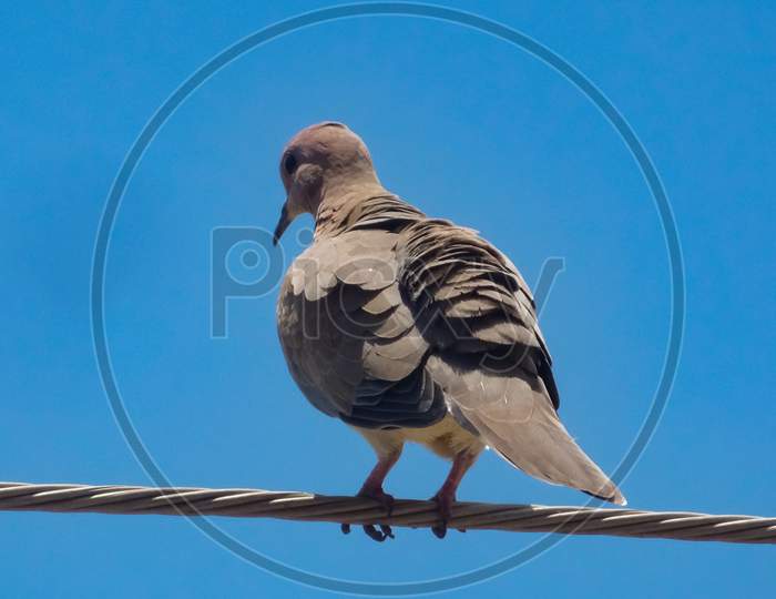 Pigeon relaxing on the cable wire
