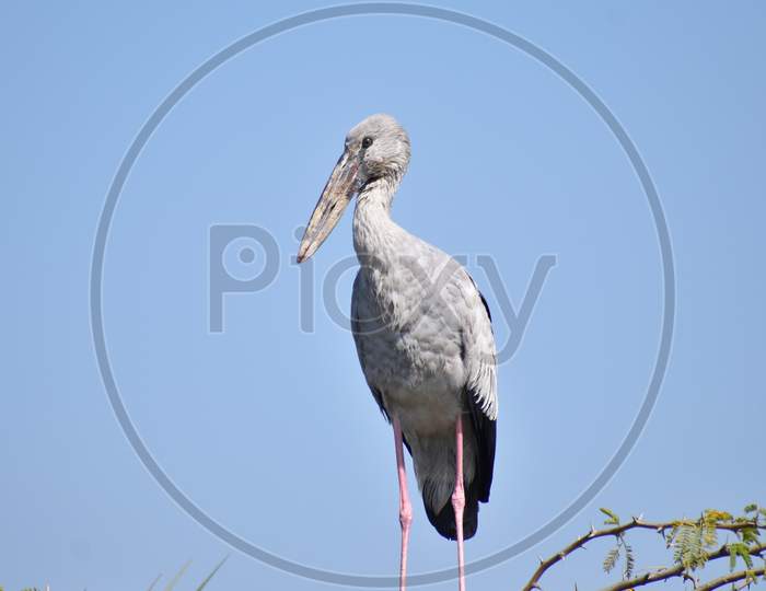 Open billed stork on branch