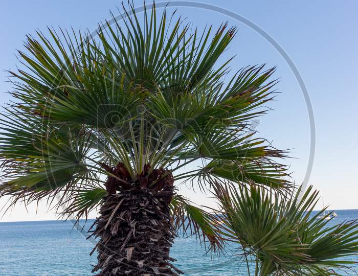 Italy, Cinque Terre, Monterosso, A Beach With A Palm Tree