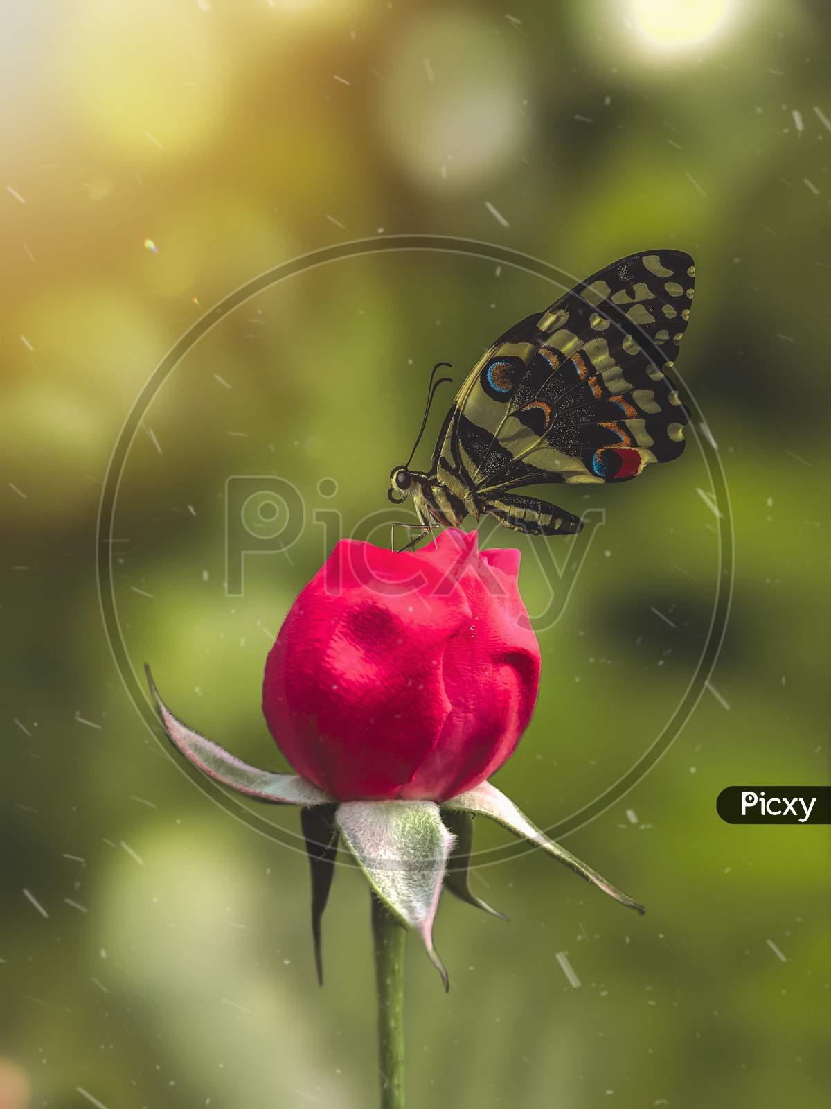 Butterfly on Rose Flower