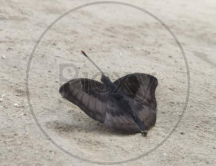 black coloured moth