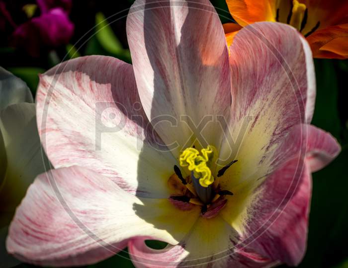 Netherlands,Lisse, Close-Up Of Pink Flower
