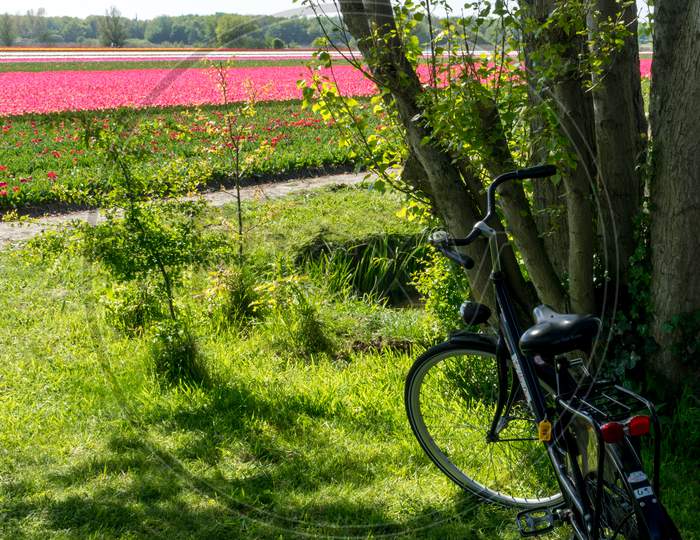 Lisse, Netherlands - 5 May 2018:  Cycles Parked Alongside A Tulip Field