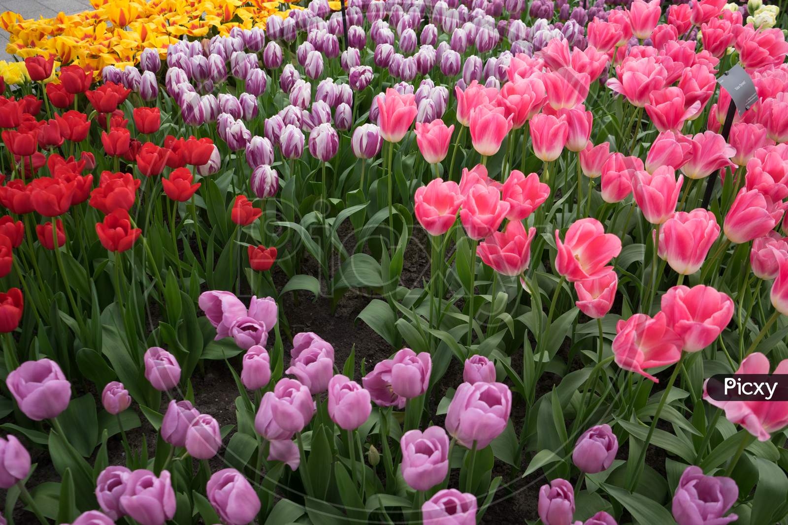 Rose, Pink, Red And Yellow Colored Tulips In A Garden At Lisse, Netherlands, Europe