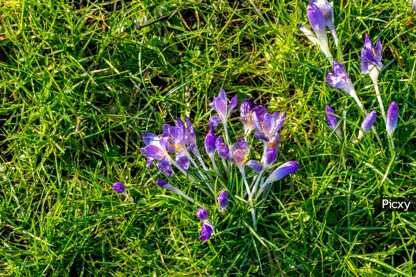 Belgium, Belgium, Bruges, Blue Flower On Green Grassbruges, Belue Flower On Green Grass