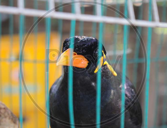 Bird cage myna bird talking Myna bird,black bird in the cage