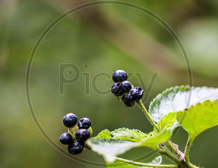 Lantana berries