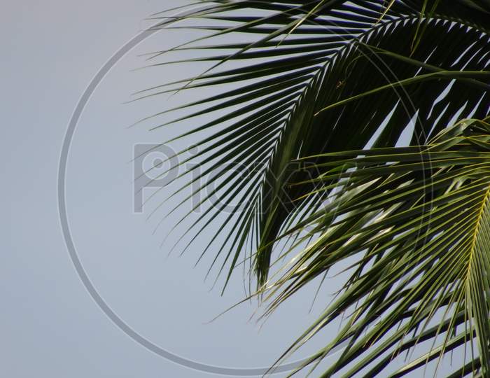 A view of coconut leaves making amazing landscape wallpaper