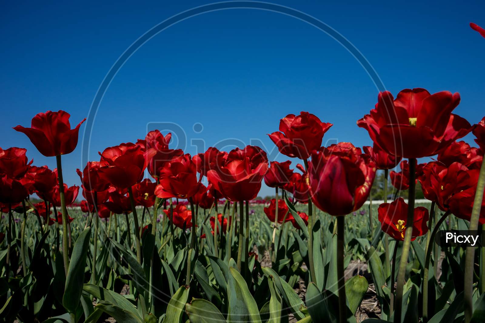 Netherlands,Lisse, A Red Flower