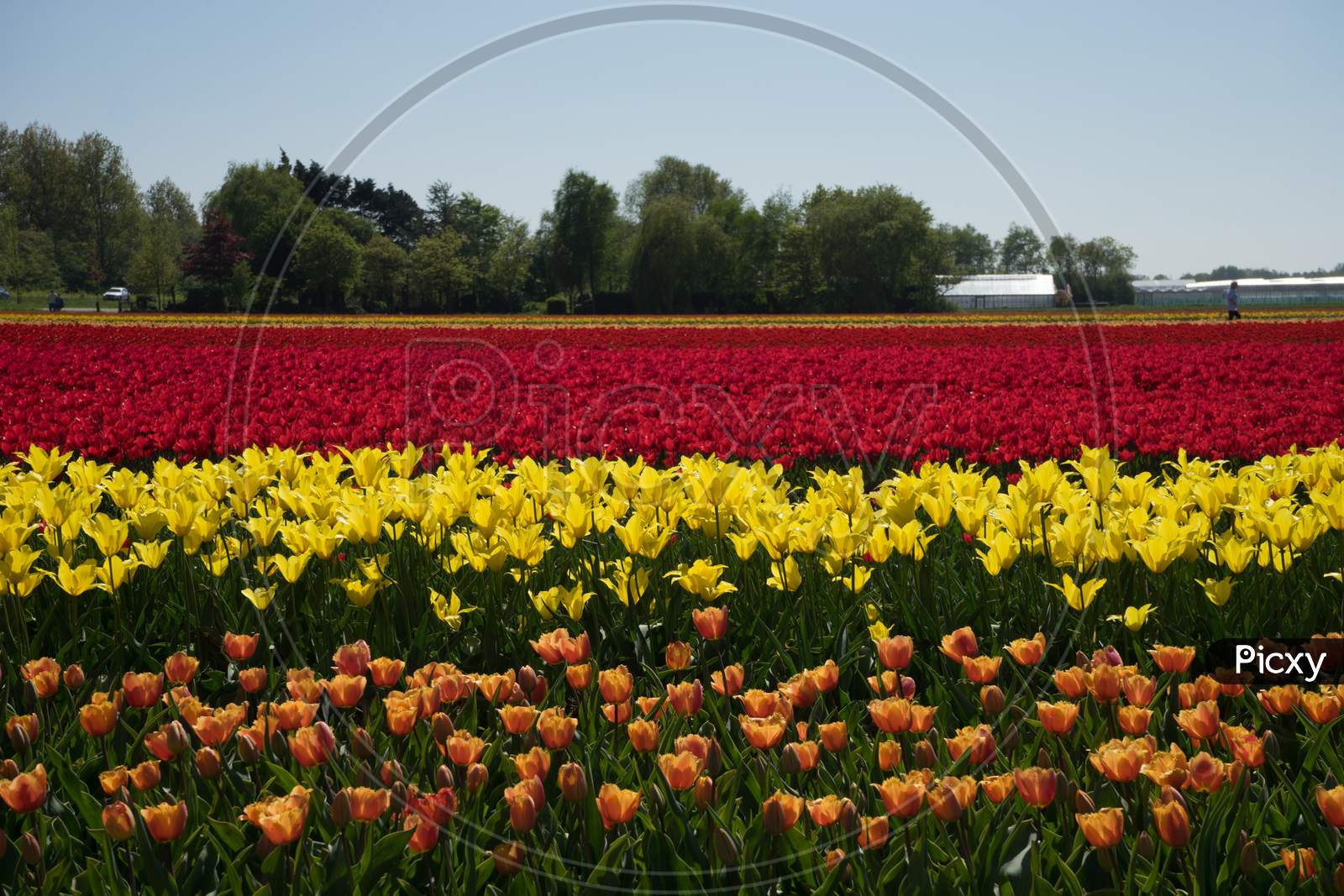 Netherlands,Lisse, A Yellow Flower In A Field