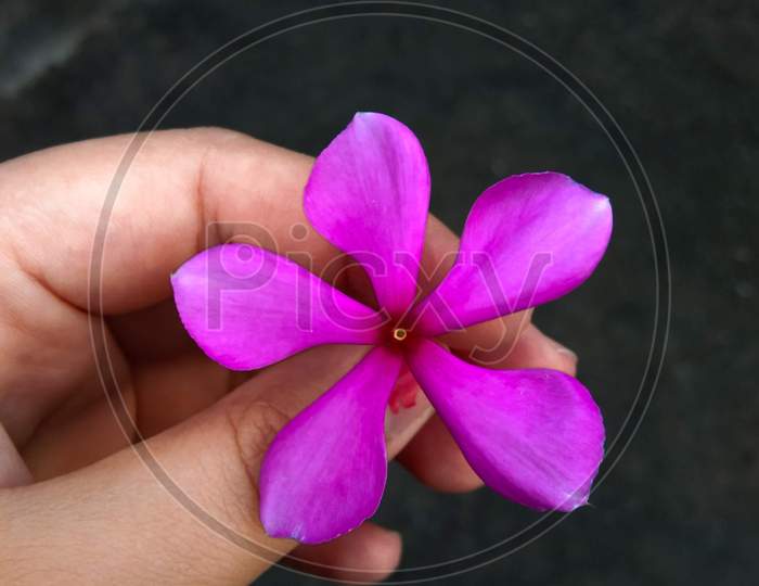 Holding a Pink nayantara flower
