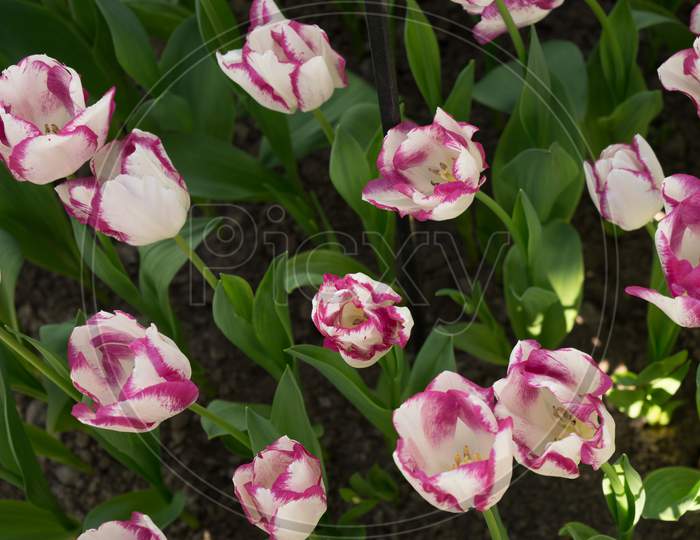 Pink And White Colored Tulip Flowers In A Garden In Lisse, Netherlands, Europe