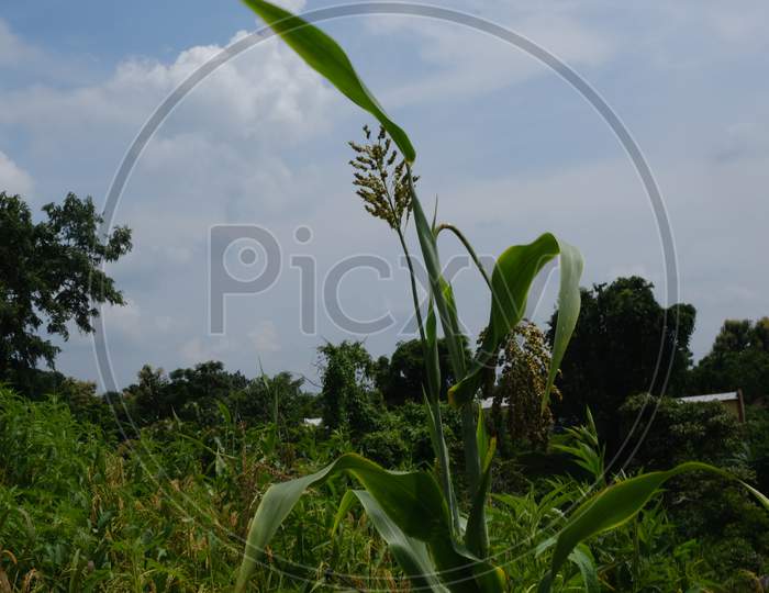 Jhum cultivation