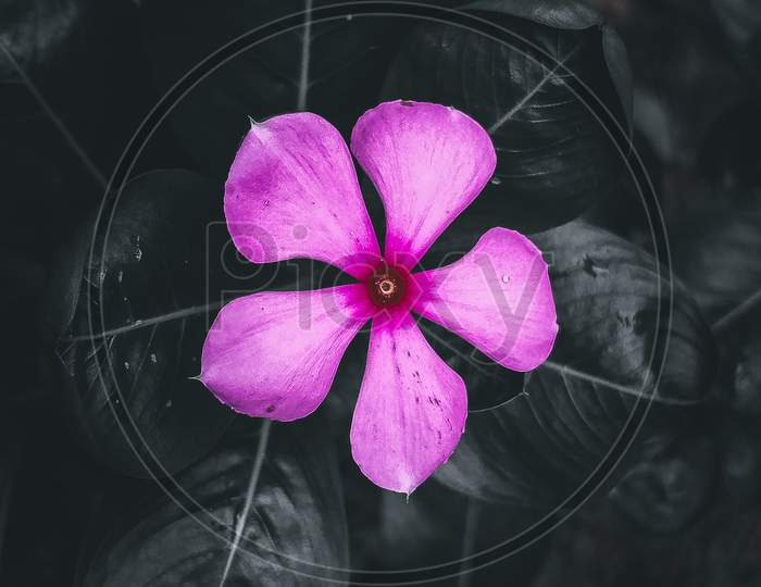 Purple flower macro shots