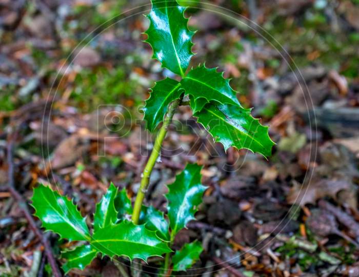 Plant With Pointed Leaves At Haagse Bos, Forest In The Hague