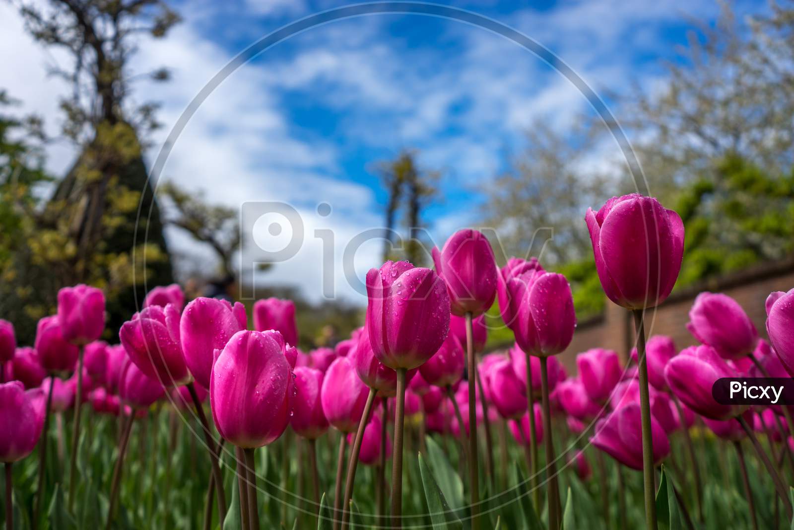 Colourful Tulip Flowers With Beautiful Background On A Bright Summer Day