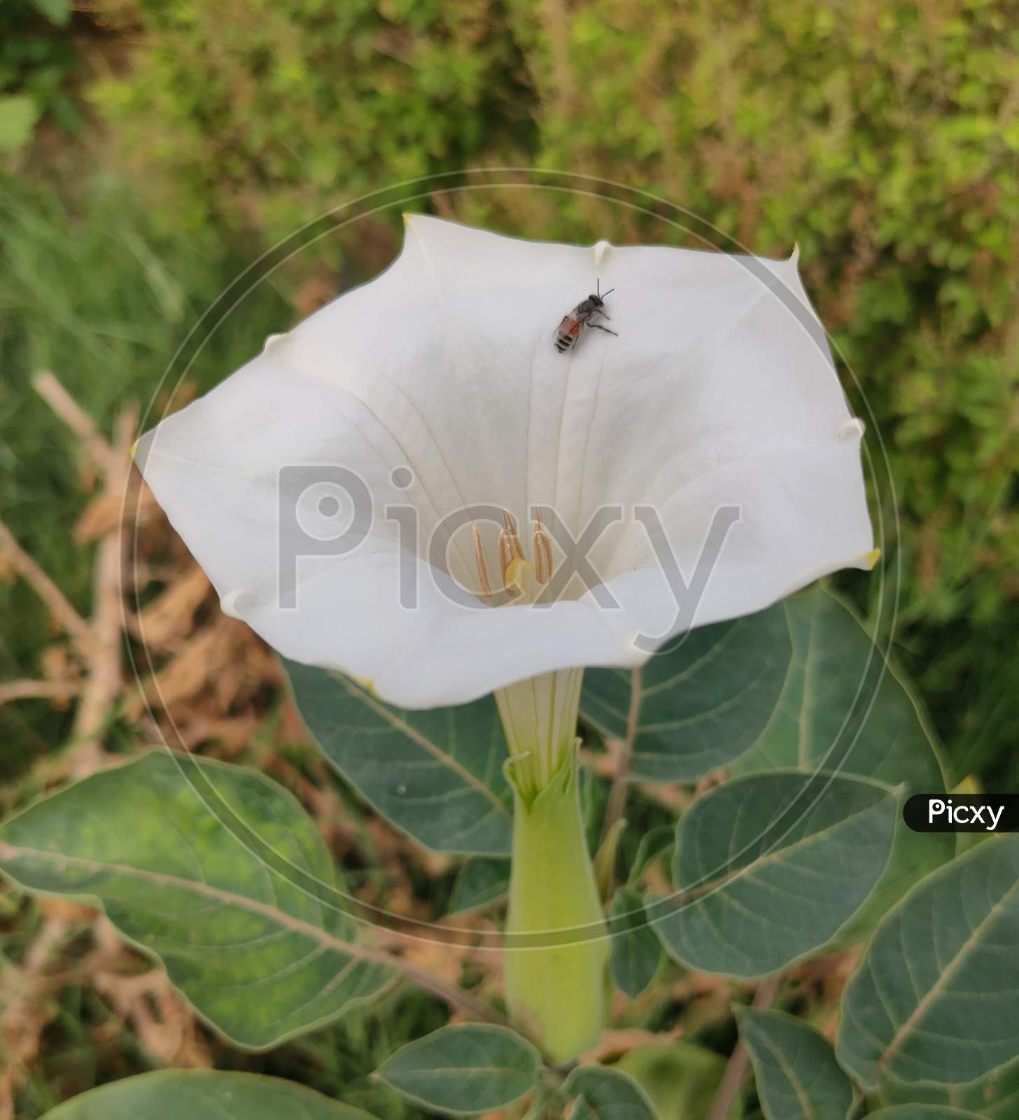 Fly on white flowers