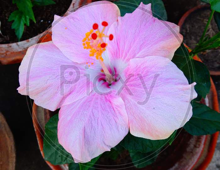Hibiscus flower with pink color in a pot