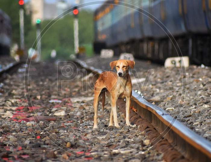Street dog ,Railway Station