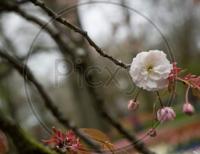 Colourful Cherry Blossom Flowers With Beautiful Background On A Bright Summer Day