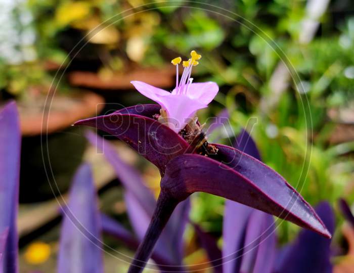 The beautiful Purple heart plant