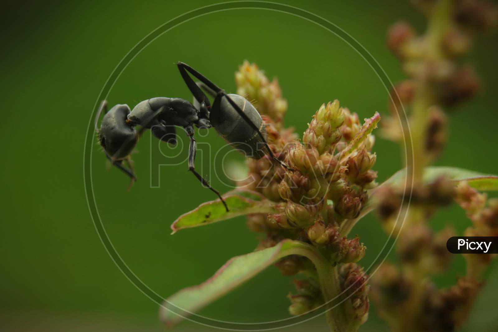 Ant on a plant, MACRO