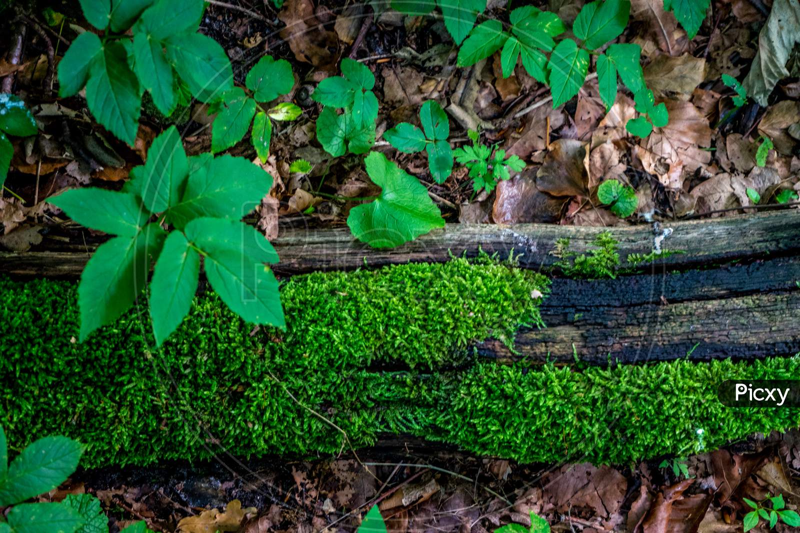 Moss Growing On A Log Of Wood At Haagse Bos, Forest In The Hague