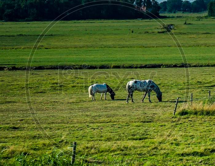 Netherlands, South Holland, Horse And Mule Grazing In The Field