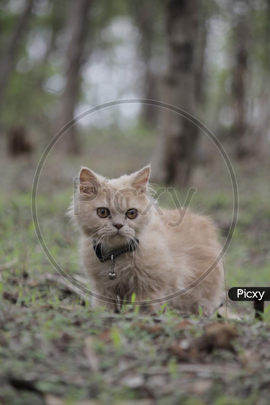 Cute Persian Cat